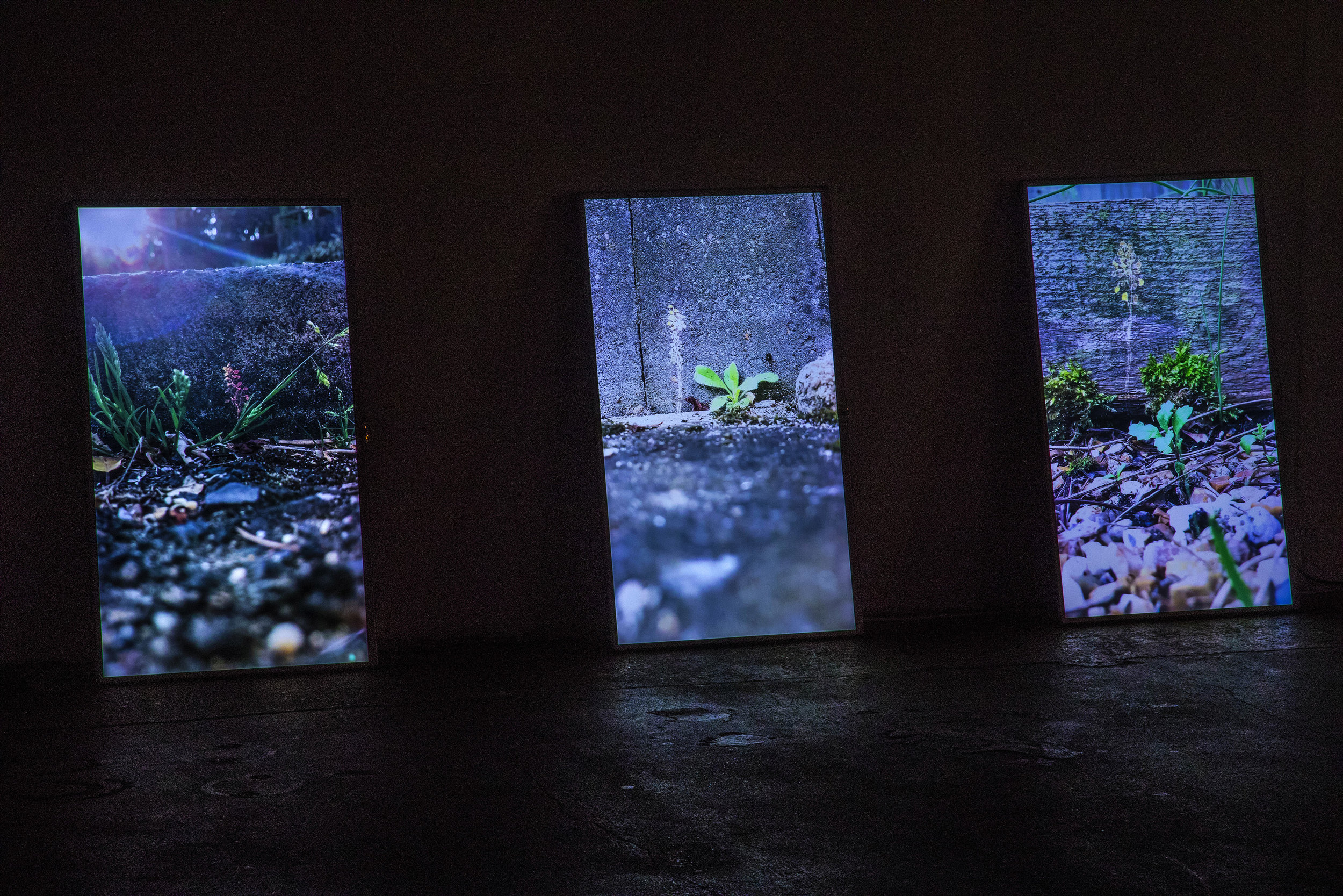 leaning monitor installation Bird's Nests.jpg